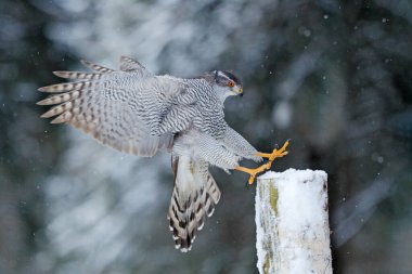 Goshawk uçuşu, Almanya. Kuzey Goshawk, kış boyunca karla birlikte çam ağacına iniyor. Kış doğasından vahşi yaşam sahnesi. Ormandaki yırtıcı kuş..