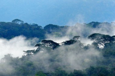 Yağmurlu günlerde tropik ormanlar. Talamanca, Kosta Rika 'da yağmur ve sisli yeşil orman manzarası. Güney Amerika 'da kuş gözlemciliği.