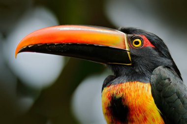 Ateşli gagalı Aracari, Pteroglossus Frantzii, büyük gagalı kuş. Tukan, Kosta Rika 'daki ormanın dalında oturuyor. Orta Amerika 'da kuş izleme gezisi.