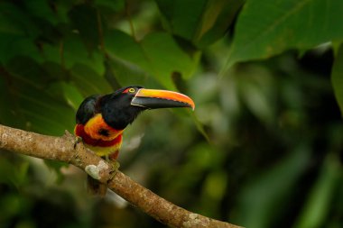 Ateşli gagalı Aracari, Pteroglossus Frantzii, büyük gagalı kuş. Ormanın dalında oturan Toucan, Boca Tapada, Laguna de Lagarto Lodge, Kosta Rika. Orta Amerika 'da kuş izleme gezisi.