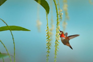 Çiçek açan sinekkuşu. Scintillant Hummingbird, Selasphorus scintilla, doğadaki minik kuş. Kosta Rika 'dan gelen en küçük kuş güzel turuncu çiçeğin yanında uçuyor, tropikal orman..