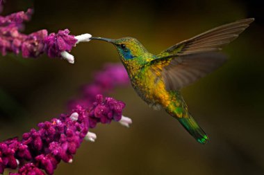 Mavi yüzlü güzel bir sinekkuşu. Yeşil mor kulak, Colibri thalassinus, Kolombiya 'dan parlak kuş. Yeşil doğaya sahip yeşil kuş.