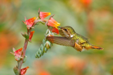 Çiçek açan sinekkuşu. Scintillant Hummingbird, Selasphorus scintilla, doğadaki minik kuş. Kosta Rika 'dan gelen en küçük kuş güzel turuncu çiçeğin yanında uçuyor, tropikal orman..