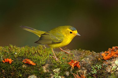 Wilson Warbler, Wilsonia pusilla, San Ignacio, Belize. Doğa habitatında tanjant, yosun ağacı bankı. Tropikal doğadan vahşi yaşam sahnesi. Güney Amerika 'da kuş izleme.