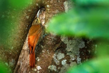 Lepidocolaptes affinis, orman habitatındaki vahşi kuş. Doğadan vahşi yaşam sahnesi, kuşları izlemek Kosta Rika. Dikenli ağaç gövdesindeki kuş.