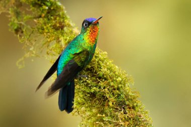 Kızgın boğaz sinekkuşu, Panterpe işareti, yosunlu dalda oturan renkli kuş. Panama 'dan zeki bir dağ hayvanı. Parlak kuşun ayrıntılı portresi.