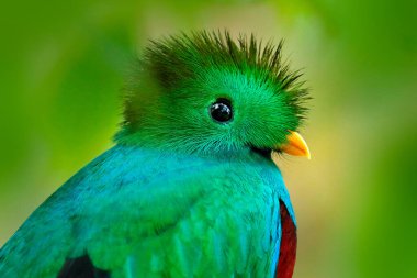 Quetzal, Pharomachrus mocinno, yeşil ormanlı Costa Rica 'dan. Muhteşem kutsal mistik yeşil ve kırmızı kuş. Orman habitatında saygın Quetzal. Kosta Rika 'dan Widlife sahnesi.