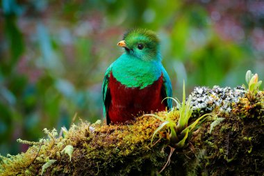 Quetzal, Pharomachrus mocinno, yeşil ormanlı Costa Rica 'dan. Muhteşem kutsal mistik yeşil ve kırmızı kuş. Orman habitatında saygın Quetzal. Kosta Rika 'dan Widlife sahnesi.