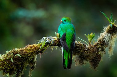 Quetzal, Pharomachrus mocinno, yeşil ormanlı Costa Rica 'dan. Muhteşem kutsal mistik yeşil ve kırmızı kuş. Orman habitatında saygın Quetzal. Kosta Rika 'dan Widlife sahnesi.