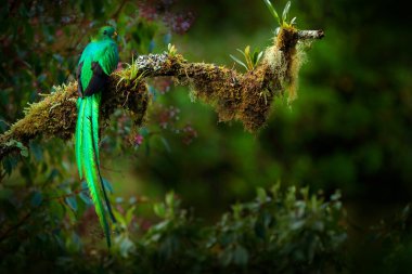 Quetzal, Pharomachrus mocinno, pembe çiçek ormanlı Costa Rica 'dan. Muhteşem kutsal yeşil ve kırmızı kuş. Orman habitatında saygın Quetzal. Kosta Rika 'dan vahşi yaşam sahnesi.