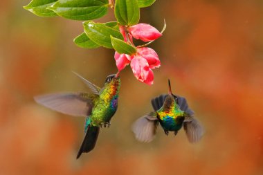 Ateşli boğaz sinekkuşu, Panterpe işareti, parlak renkli kuş uçuyor, çiçekten nektar emiyor. Tropikal ormandan vahşi yaşam uçuş sahnesi. Panama 'dan parlak dağ hayvanı.