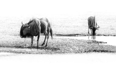 Antiloplar savaşıyor. Mavi antilop, Connochaetes taurinus, çayırda, Botsvana, Afrika 'daki doğal yaşam alanında büyük bir hayvan..