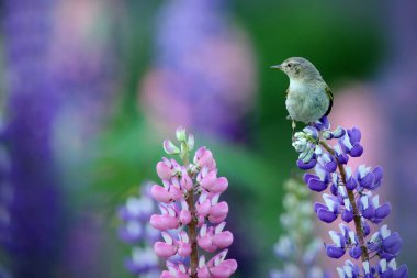 Yaygın Chiffchaff, Phylloscopus collybita, doğanın çayırlarındaki güzel menekşe Lupinus çiçeğinde şarkı söylüyor. Vahşi yaşam yaz sahnesi. Açık gagalı kuş çiçeğin üzerinde oturuyor.