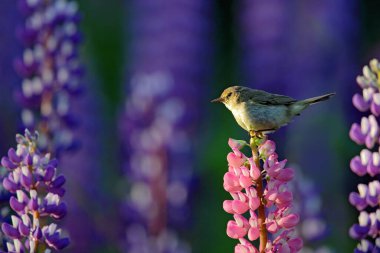 Yaygın Chiffchaff, Phylloscopus collybita, doğanın çayırlarındaki güzel menekşe Lupinus çiçeğinde şarkı söylüyor. Vahşi yaşam yaz sahnesi. Açık gagalı kuş çiçeğin üzerinde oturuyor.