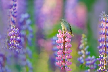 Yaygın Chiffchaff, Phylloscopus collybita, doğanın çayırlarındaki güzel menekşe Lupinus çiçeğinde şarkı söylüyor. Vahşi yaşam yaz sahnesi. Bird, açık banknot çiçeğin üzerinde duruyor. Çiçek ve kuş.. 