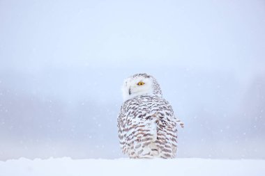 Karlı baykuş, habitatta karın üzerinde oturuyor. Beyaz kuşla soğuk kış. Doğadan vahşi yaşam sahnesi, Manitoba, Kanada. Beyaz çayırda baykuş, hayvan davranışları..
