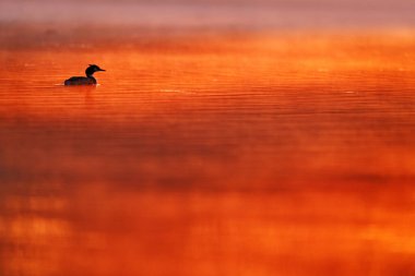 Great Crested Grebe, Podiceps kristali, su kuşu yuvada oturuyor. Yuva zamanı, koyu yeşil gölde, doğada kuş, Çek Cumhuriyeti. Doğadan vahşi yaşam sahnesi, turuncu gün batımı.