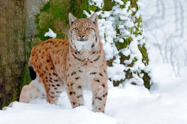 德国雪地森林 有美丽的动物野生山猫 欧亚山猫在森林里散步 野猫在雪地里 野生动物的场景来自冬天的自然 在栖息地里可爱的大猫 寒冷的环境 — 图库照片