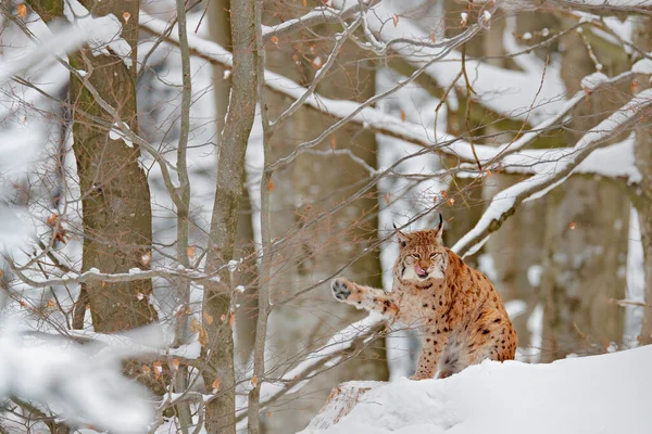 リンクス歩くと 雪と森の中で野生の猫 冬の自然からの野生動物のシーン 生息地でかわいい大きな猫 寒い条件 美しい動物野生のオオカミと雪の森 ドイツ — ストック写真