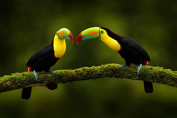 Дикая Природа Коста Рики Тукан Сидит Ветке Лесу Зеленая Растительность — стоковое фото