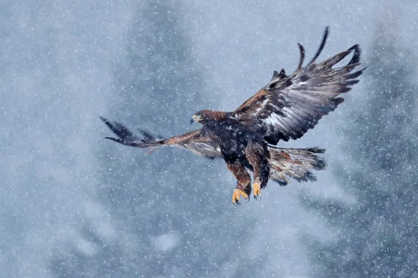 Steinadler Schneeflocken Fliegen Verschneiter Winter Mit Adler Greifvogel Steinadler Startet — Stockfoto