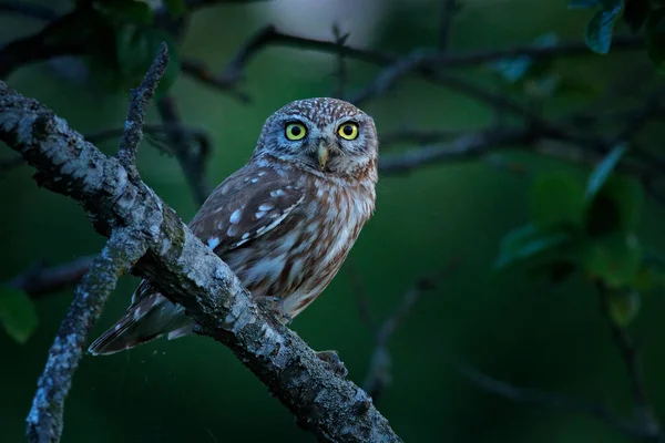 Petite Chouette Dans Ruine Maison Athene Noctua Oiseau Dans Une — Photo