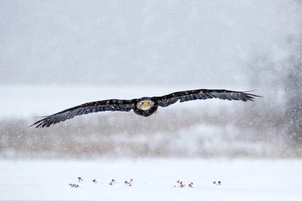 Orel Bělohlavý Haliaeetus Leucocephalus Muška Hnědá Bílou Hlavou Žlutá Bankovka — Stock fotografie