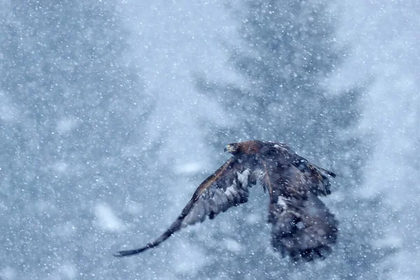 Golden Eagle Snow Flake Fly Snowy Winter Eagle Bird Prey — Stock Photo, Image