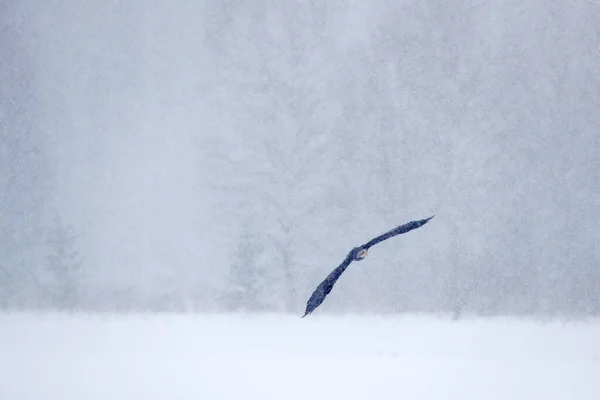 Orel Bělohlavý Haliaeetus Leucocephalus Muška Hnědá Bílou Hlavou Žlutá Bankovka — Stock fotografie