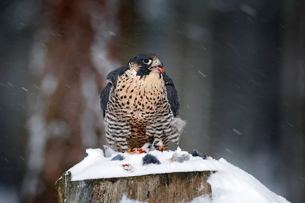 Peregrine Falcon Хищная Птица Сидящая Пне Дерева Уловом Зимой Снегом — стоковое фото