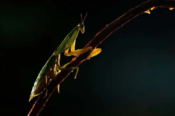 Insekt Gegenlicht Laubheuschrecke Choeradodis Rhombicollis Insekt Aus Costa Rica Abendliche — Stockfoto