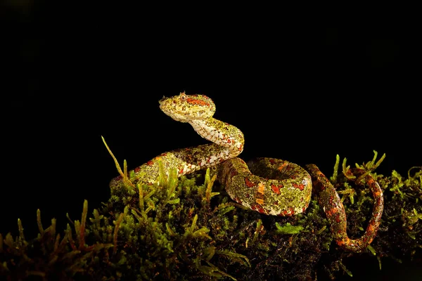 Doğa Habitatında Tehlikeli Bir Yılan Kirpik Palm Pitviper Bothriechis Schlegeli — Stok fotoğraf