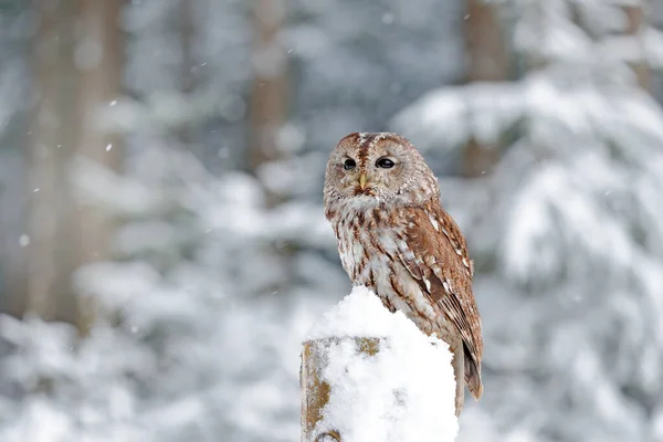 Foresta Invernale Con Neve Tawny Owl Durante Inverno Foresta Innevata — Foto Stock