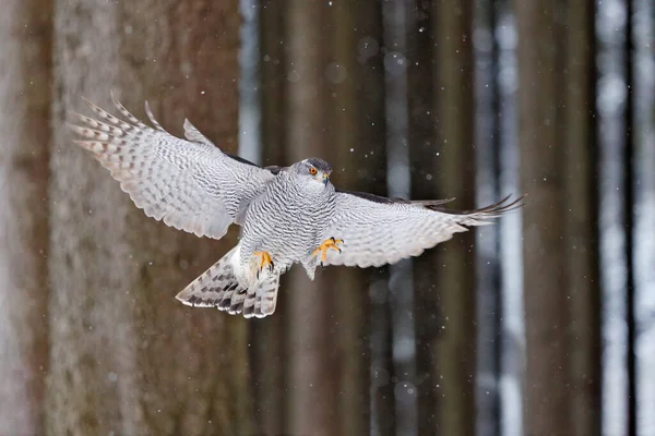 Vuelo Goshawk Alemania Goshawk Norte Aterrizando Abeto Durante Invierno Con — Foto de Stock