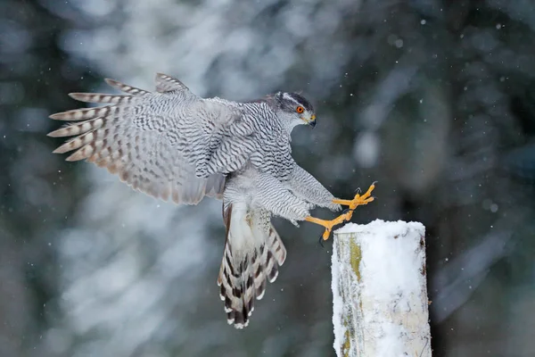 Goshawk Německo Severní Goshawk Přistání Smrku Zimě Sněhem Divoká Příroda — Stock fotografie