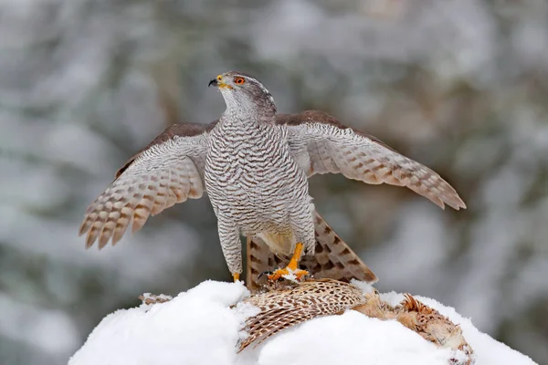 Cazador Bosques Vida Silvestre Invierno Ave Presa Con Captura Nieve — Foto de Stock