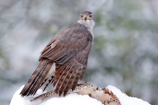 Zimní Divoká Zvěř Dravý Pták Úlovkem Sněhu Chování Zvířat Lese — Stock fotografie