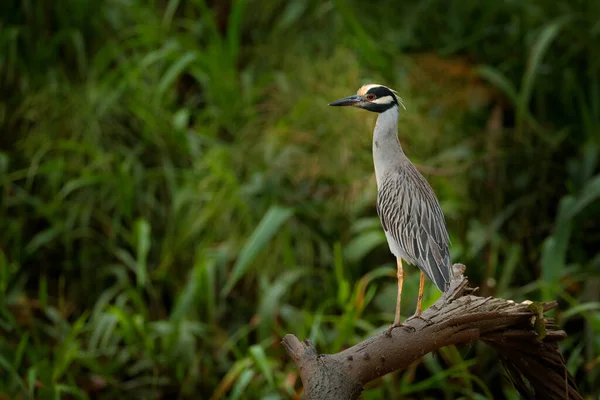 Sárga Koronás Éjjeli Heron Nyctanassa Violacea Gém Tarcoles Folyóban Costa — Stock Fotó