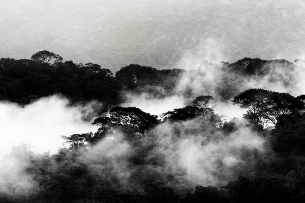 Bosque Tropical Durante Día Lluvioso Paisaje Selva Blanca Negra Con — Foto de Stock