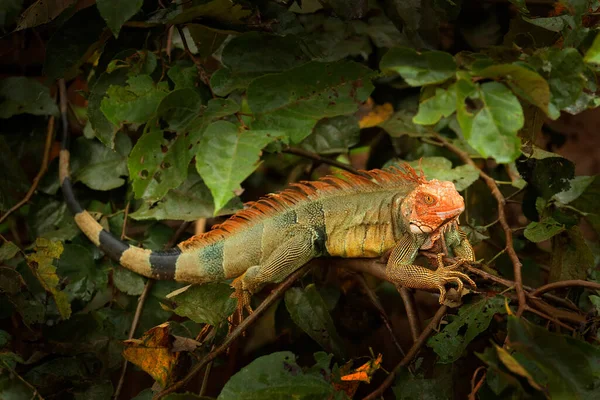 Lagarto na floresta verde escura — Fotografia de Stock