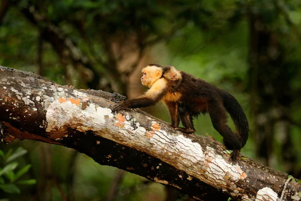白头山猫 Cebus Capucinus 背着幼猴奔跑的黑猴 黑暗热带森林中的树枝 自然栖息地中的动物 哥斯达黎加的野生动物 猴清洁毛皮外套 — 图库照片