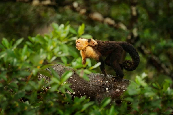 Capucin Tête Blanche Cebus Capucinus Singes Noirs Courent Avec Dos — Photo