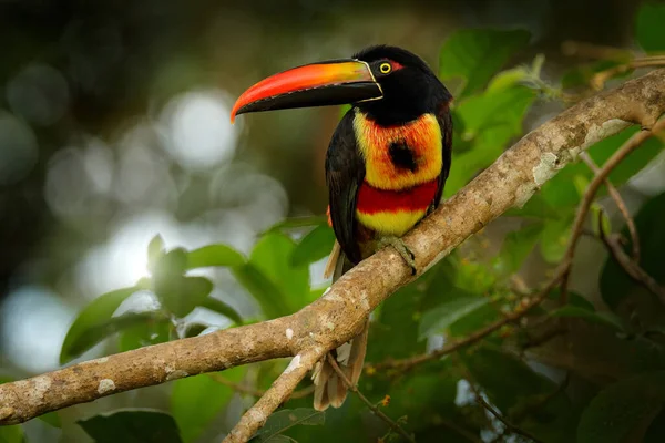 火爆的Aracari Pteroglossus Frantzii 大嘴鸟 他坐在森林的树枝上 哥斯达黎加 中美洲观鸟旅行 — 图库照片