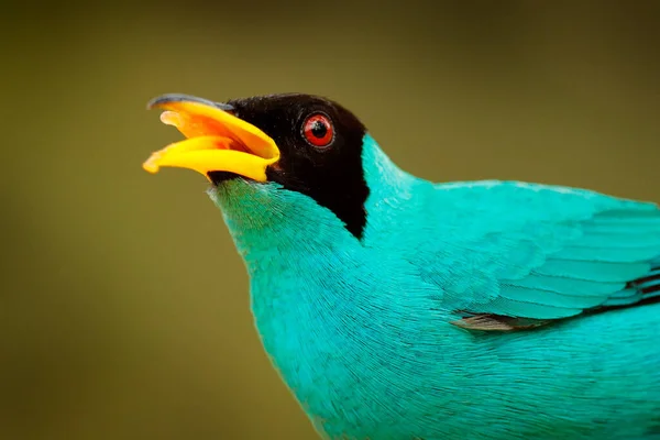 Ave Exótica Retrato Detalhe Verde Honeycreeper Chlorophanes Spiza Exótico Verde — Fotografia de Stock