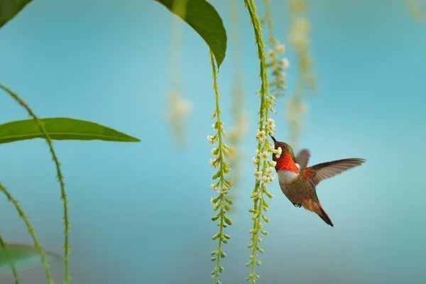 Koliber Kwitnących Kwiatach Scintillant Koliber Selasphorus Sintilla Mały Ptaszek Środowisku — Zdjęcie stockowe