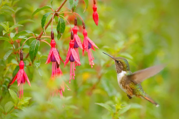 Çiçek Açan Sinekkuşu Scintillant Hummingbird Selasphorus Scintilla Doğadaki Minik Kuş — Stok fotoğraf