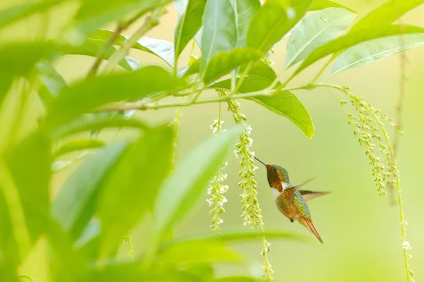 벌새라고 Scintillant Hummingbird Selasphorus Scintilla 서식지의 코스타리카에서 아름다운 오렌지색 열대림 — 스톡 사진