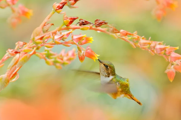Koliber Kwitnących Kwiatach Scintillant Koliber Selasphorus Sintilla Mały Ptaszek Środowisku — Zdjęcie stockowe