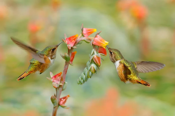 Beija Flor Flores Florescentes Scintillant Hummingbird Selasphorus Scintilla Minúsculo Pássaro — Fotografia de Stock