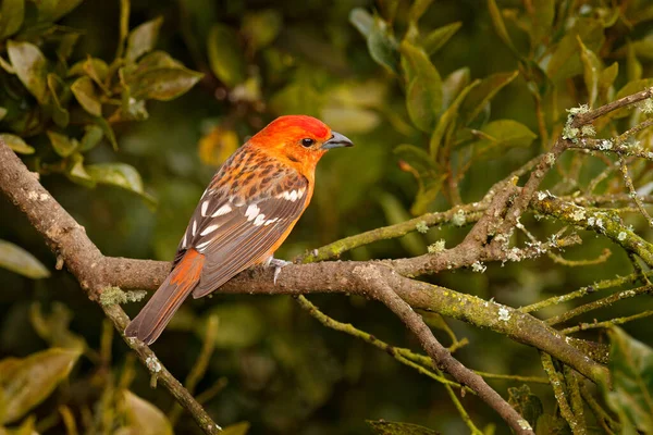 Laranja Pássaro Tanager Cor Chama Piranga Bidentata Pássaro Tropical Savegre — Fotografia de Stock